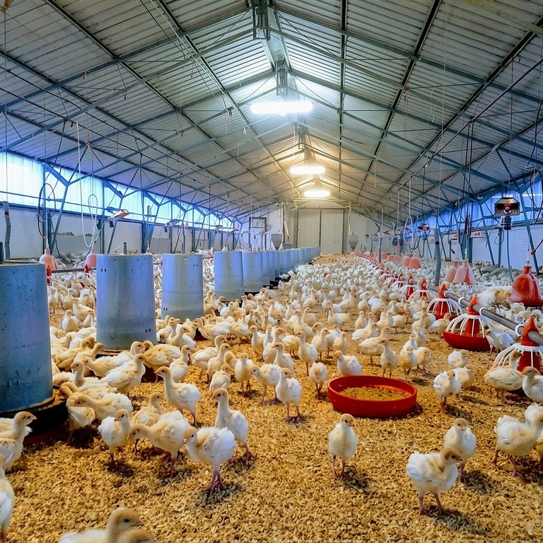 Vue intérieure d’un vaste bâtiment d’élevage de poussins